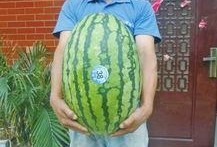 热门大瓜每日大赛,揭秘娱乐圈风云变幻，大赛精彩瞬间回顾